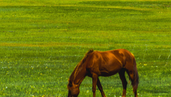 中国十大策划机构凯纳咨询：2026春节营销四大玩法盘点（三）